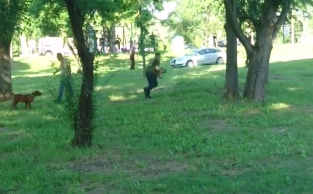 На дивље свиње мецима за успављивање